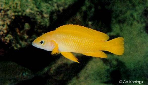 Neolamprologus cf. leleupi 'Mtoto'